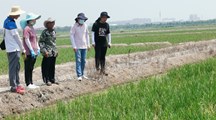 生态所杂草管理团队“技到草除”受到种植户赞扬