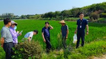 生态所科技力量助力绿色水稻生产合作社开展稻田面源污染治理