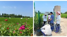 有益生物利用和有害生物防控团队部署水稻害虫绿色防控 助力乡村振兴发展