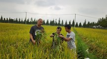 生态所科技人员赴上海市农业生物基因中心金山基地开展土壤调查与技术指导