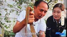央视农业农村频道专题报道我院生态所黄鳝工厂化养殖成果