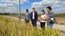 生态所科技人员赴奉贤区西校经济合作社开展稻田秸秆蚯蚓原位处理技术指导