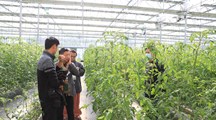 生态所专家赴浦东孙桥开展番茄病害防控指导