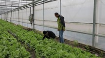 【先行区共建】生态所植物病理团队赴金山区开展生菜病害防控指导