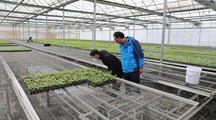 生态所专家赴浦东、金山西甜瓜育苗基地作病害防控指导与调研