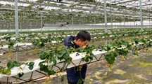 生态所科技人员赴白鹤草莓基地进行虫害绿色防控指导