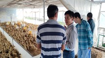 生态所科技人员赴青浦金泽镇开展乡村振兴技术服务