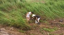 生态所科研人员赴奉贤和金山边滩参与互花米草治理工作