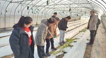 生态所植物病理团队赴嘉定区哈密瓜研究所对接工作