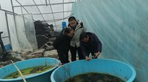 【先行区共建】生态所科技人员赴金山区进行澳洲淡水龙虾育苗技术指导