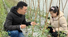 【先行区共建】生态所科技人员赴金山示范基地进行新型绿色肥料（γ-聚谷氨酸肥料）应用技术指导