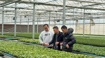 生态所植物病理团队赴青浦和金山开展蔬菜与草莓病害防控技术指导