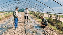 【先行区共建】我院科技人员赴金山区开展秋季甜瓜种植技术服务