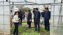 我院主持的上海市农业科技创新项目“设施蔬菜主要害虫天敌繁育技术体系构建及推广应用”顺利通过验收