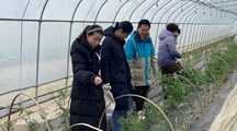 生态所科技人员赴闵行区开展设施大棚障碍土壤改良技术指导