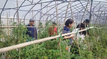 我院生态所害虫生态调控团队赴上海百欧欢有机生态农场开展技术指导