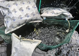 氢基质菌藻生物膜原位净化与养殖增效技术