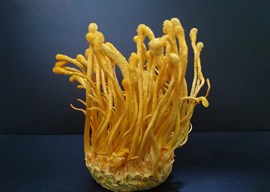 沪丰4号蛹虫草