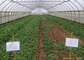 设施土壤连作障碍防治技术