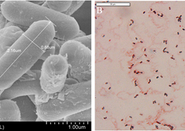 Bacillus velezensis SS-20抗逆促生功能微生物肥料创制及应用