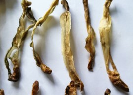 水稻秸秆“沪地龙”原位处理关键技术