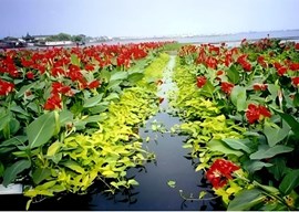 陆生植物浮床对污染水体净化及生态环境调控技术