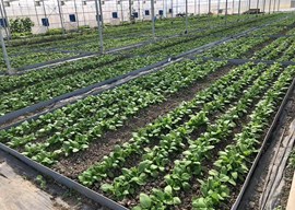 设施蔬菜减肥增效根际调控技术的创建与应用