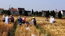 【先行区共建】生物所科技人员赴金山朱泾基地指导完成大麦夏收工作