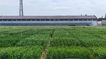 生物所科技人员赴崇明光明种业基地开展乡村振兴调研与技术指导