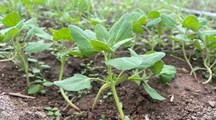 生物所科技人员赴清美基地开展藜菜设施化栽培技术指导