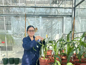 王慧　 研究员 鲜食玉米遗传育种
