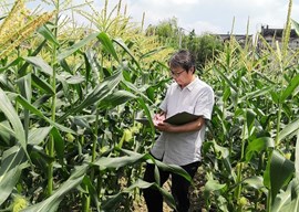 林金元　研究员